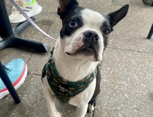 Brady the Boston Frenchie waiting patiently for a Puppaccino!